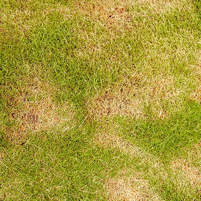 damaged grass