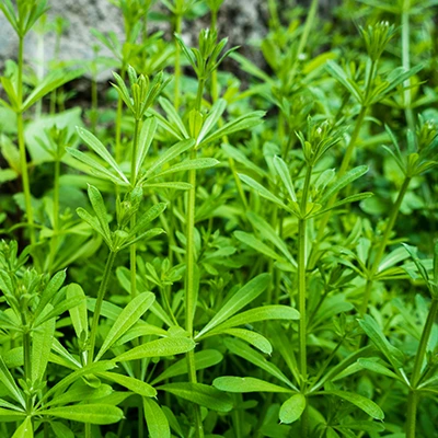 goosegrass