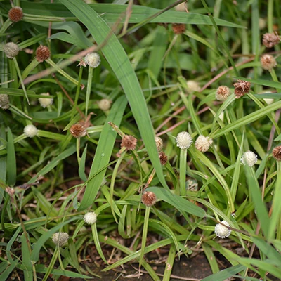 nutsedge