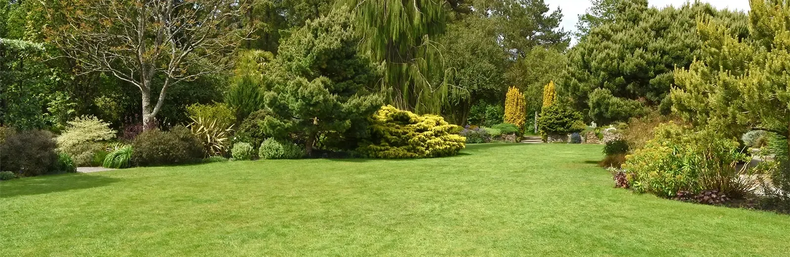 trees
