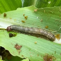 army worm