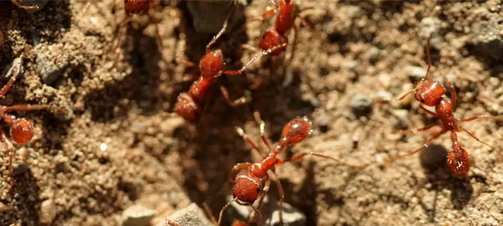 fire ants