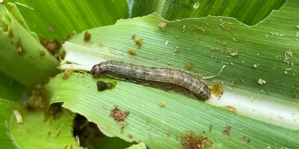 army worm