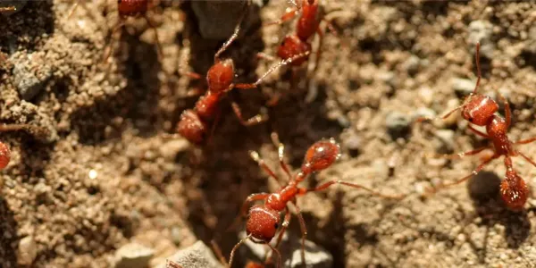 fire ants