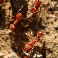 fire ants