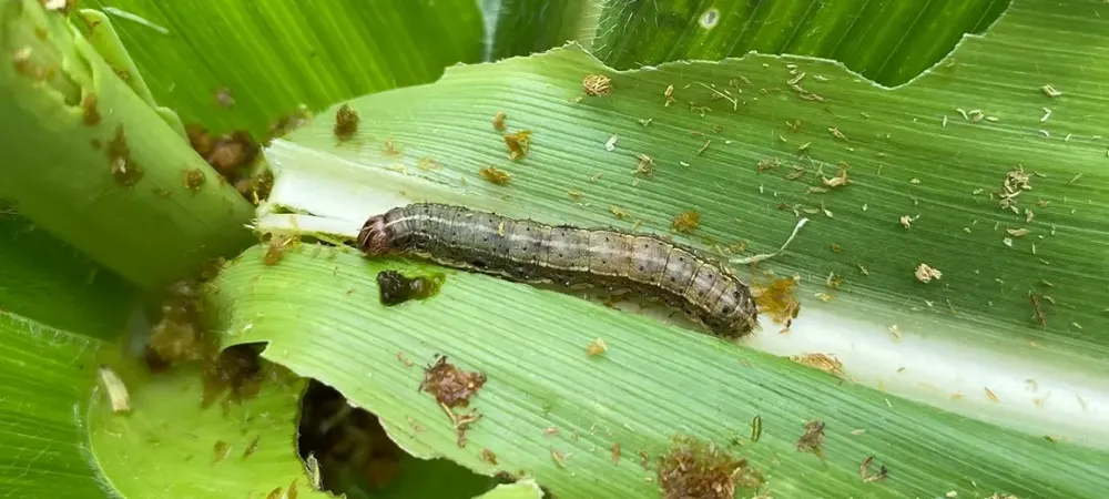 army worm