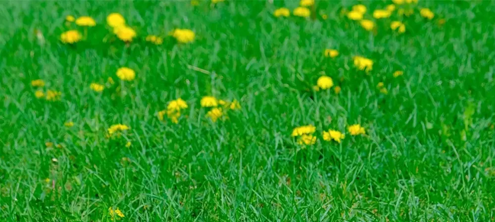 weeds