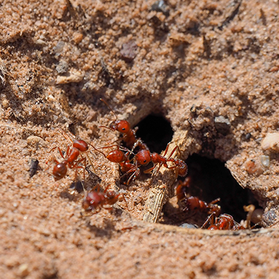 red ants nest